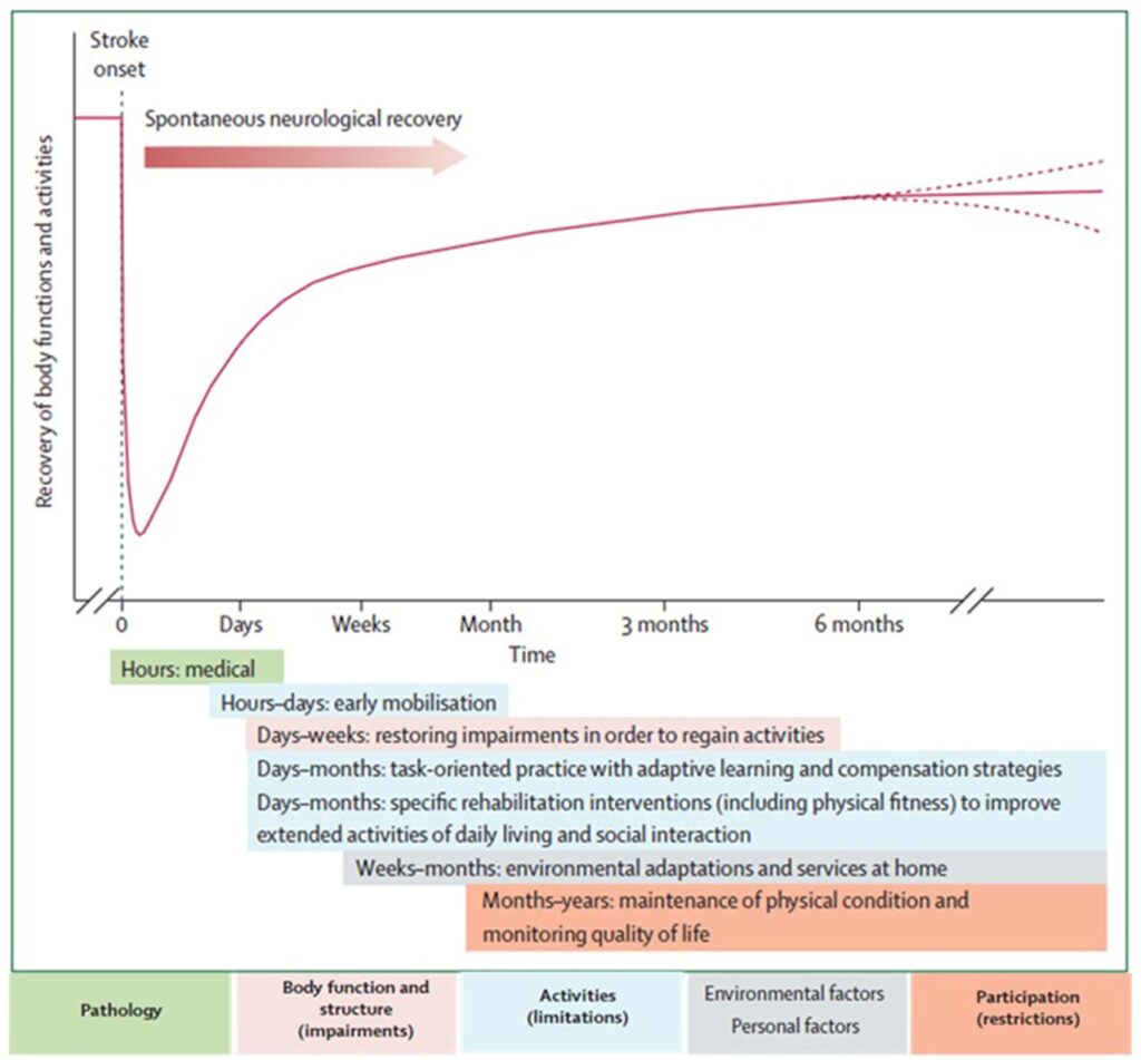 Langhorne ARNI Stroke Rehabilitation 1024x951 - Is There Really a Time Window for Recovery from Stroke? - Stroke Rehabilitation and Exercise Training for Survivors & Specialist Stroke Courses for Therapists and Trainers, Online and Face to Face